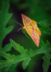 Chickweed Geometer Moth along the Shadow Creek Ranch Nature Trail in Pearland, Texas!