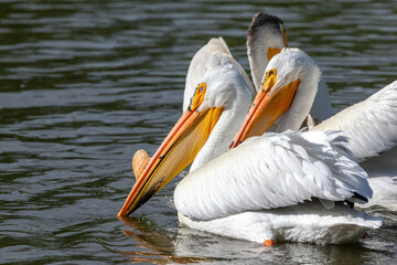 An American White Pelican with a prominent breeding bump on his bill, faces toward the afternoon sun with others in his group.