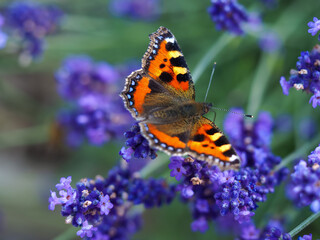 Small tortoiseshell butterfly, Aglais urticae, on a lavender flower in a garden