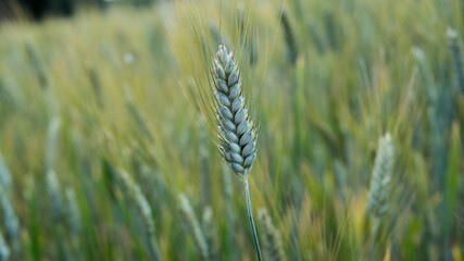 Fototapeta premium green wheat field