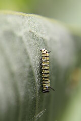 Newborn monarch caterpillar rests in the shade of a milkweed plant.