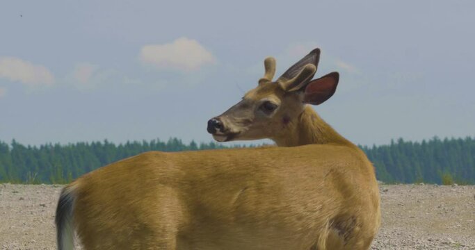 Close up on deer.