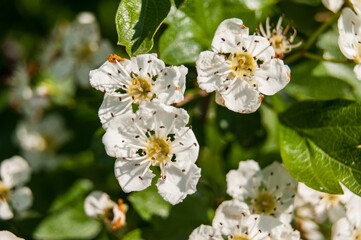 Crataegus monogyna oneseed hawthorn flowers