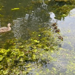ducks on the pond