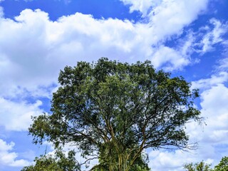 Arbol bajo el cielo azul