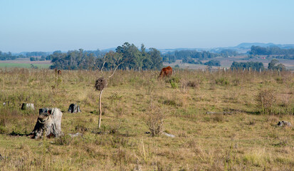 Rural landscape of the South American pampas on the border of Brazil and Uruguay