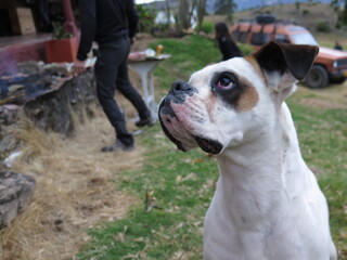 mascota boxer o bulldog blanco con negro con cara de sorprendido