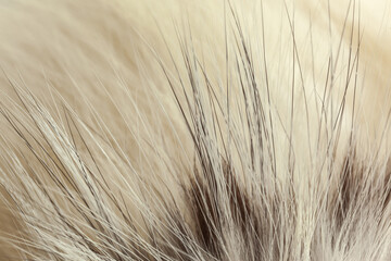 Milky white fur close-up, used as a background or texture. Soft focus