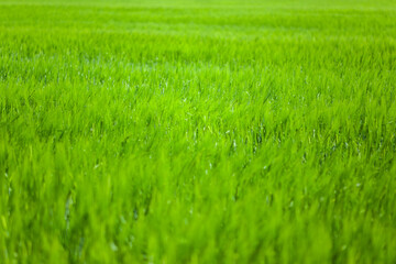green bright juicy grass with blurry background, used as a background or texture, soft focus