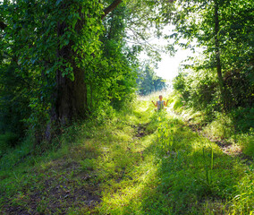 Woman meditates alone along a tranquil forest path in dappled sunlight. Green serene nature background with copy space. High quality photo shot in natural light. Peaceful woman alone in meditation