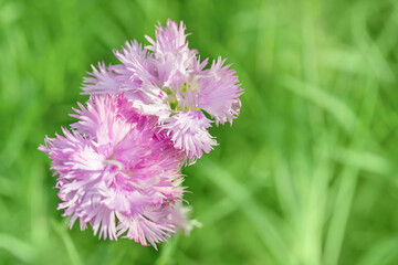 Two pink flowers with blured fresh green grass. natural background with selective focus. Sunny day light