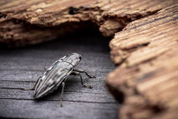 Macro. Beetle - Flatheaded pine borer -  Chalcophora Mariana on the pine wood plank. Ready to eat