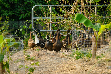 Selective focus  with bokeh of khaki Campbell duck head sitting at the sand. Khaki Campbell is the...