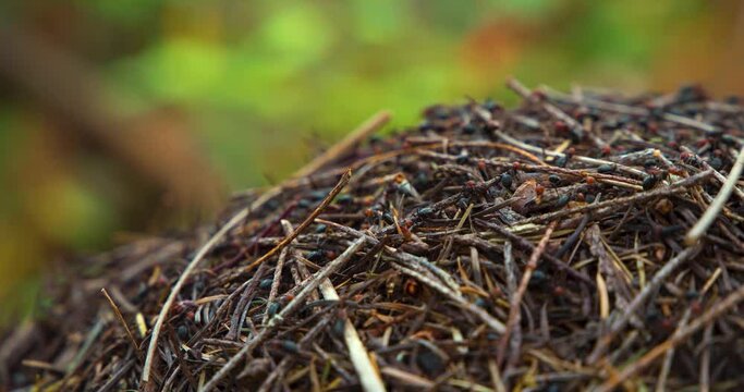 European Fire Ant (Myrmica rubra) Walking on Evergreen Tree Needles Hill Time Lapse