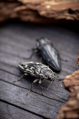 Macro. Beetle - Flatheaded pine borer -  Chalcophora Mariana on the pine wood plank. Ready to eat
