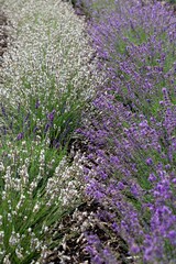 Close up of lavender growing in a field