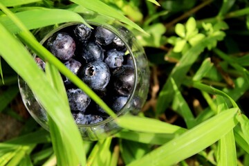 Bowl with blueberry/blueberries, foliage background