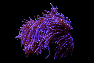 Purple large stony coral in reef aquarium tank (Euphyllia grabrenscens)