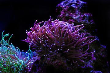 Naklejka na ściany i meble Purple large stony coral in reef aquarium tank (Euphyllia grabrenscens)