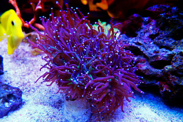 Purple large stony coral in reef aquarium tank (Euphyllia grabrenscens)