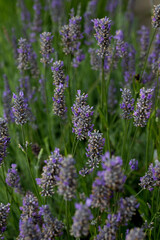 Obraz premium Close up of lavender growing in a Field