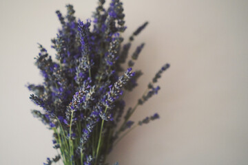 Lavender close up