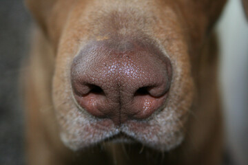 Chada, Paine, Región Metropolitana, Chile