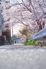 大阪豊中・千里川沿いの桜の咲く街並み