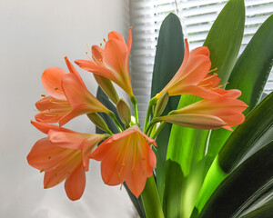 Clivia flower - a bunch of orange flowers, a beautiful houseplant