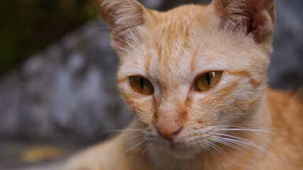 close up portrait of a cat