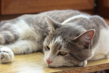 A lazy striped gray cat sleeps on a window sill, siesta on a hot summer day.
