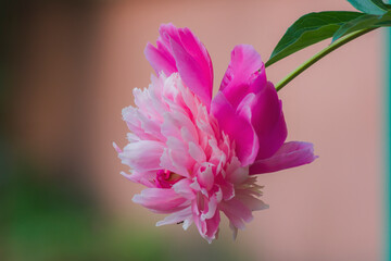 beautiful flower peony blows open pink red petals closeup spring nature plant
