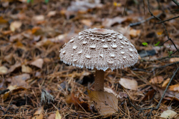 mushroom umbrella with a white cap grows in the forest on a background of leaves