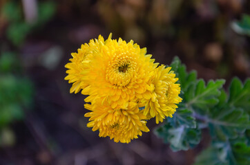 yellow chrysanthemum flowers with green leaves, in the open field