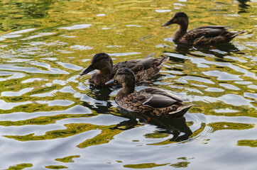wild ducks swim on the lake, wild birds against the background of bright reflection of yellow trees in the water