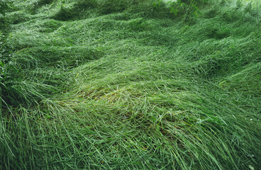 Wet grass of a summer meadow bent down after rain. Summer nature background