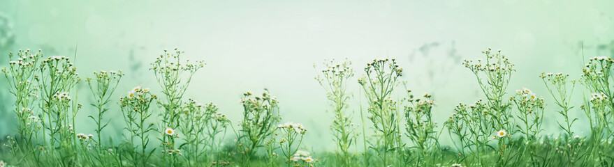 Wild flowers of an uncut summer meadow. Summer nature banner.