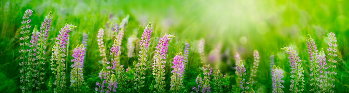 Wild flowers of an uncut summer meadow. Summer nature banner.