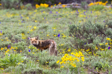 A wild fox searching for food in a field of flowers in Grand Teton National Park.