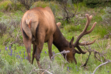 Naklejka na ściany i meble A wild bull elk with large antlers grazing in a field in Yellowstone National Park (Wyoming).
