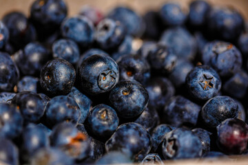 Freshly picked blueberries. close up 