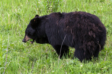 A wild black bear grazing for food near Yellowstone National Park's Lamar Valley.