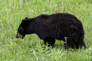 A wild black bear grazing for food near Yellowstone National Park's Lamar Valley.