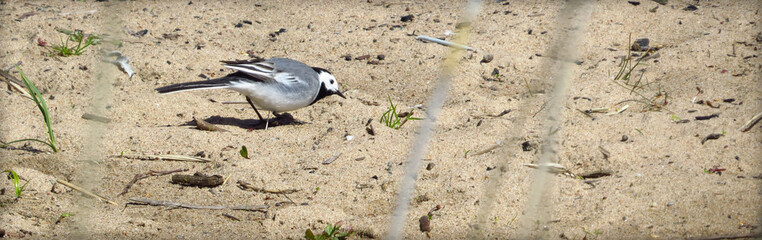 Bird on the beach