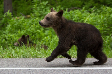The world famous Grizzly Bear 399 and her four cubs grazing in the fields and crossing the road in Grand Teton National Park (Wyoming).