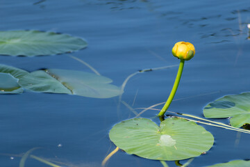 Yellow Twin water lily flowers floating in blue lake 