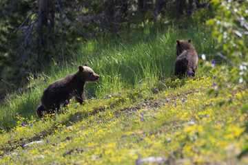 Obraz na płótnie Canvas The world famous Grizzly Bear 399 and her four cubs grazing in the fields and crossing the road in Grand Teton National Park (Wyoming).