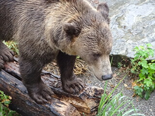 Obraz premium bear at bern switzerland