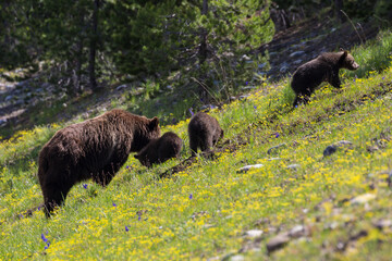 The world famous Grizzly Bear 399 and her four cubs grazing in the fields and crossing the road in Grand Teton National Park (Wyoming).