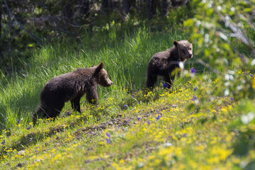 The world famous Grizzly Bear 399 and her four cubs grazing in the fields and crossing the road in Grand Teton National Park (Wyoming).
